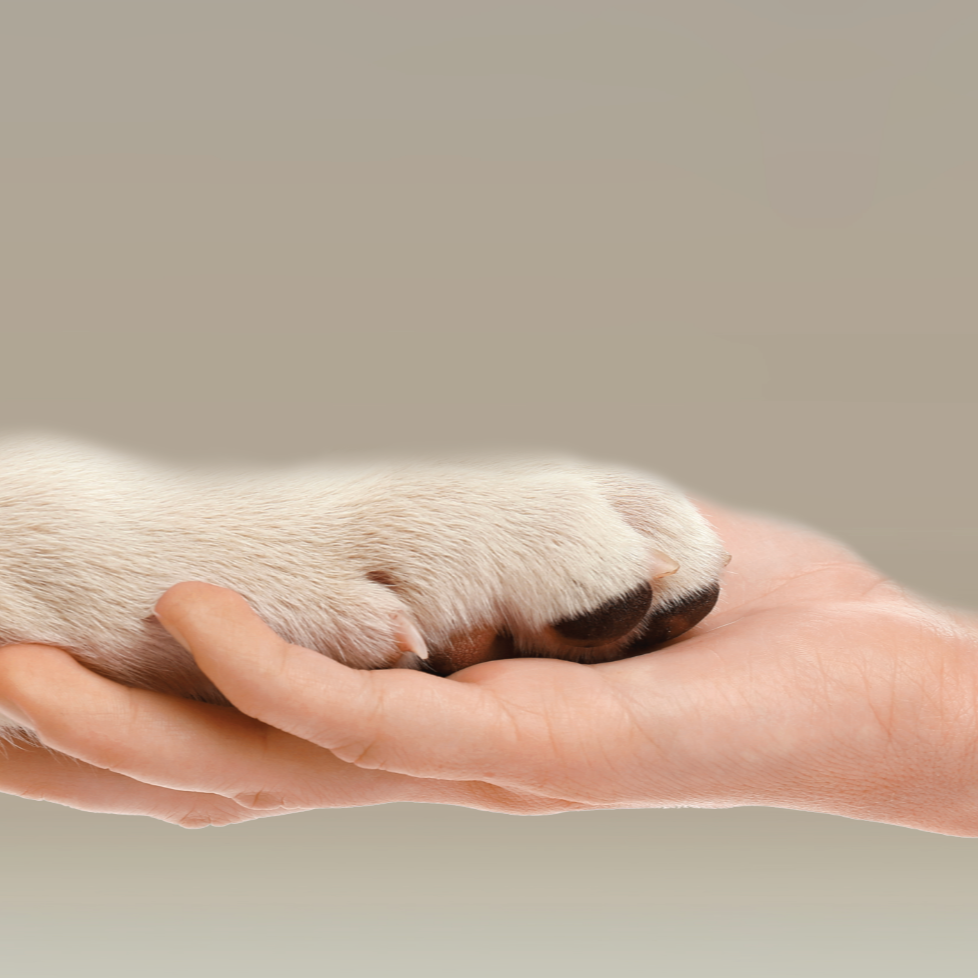 A close-up image of a human hand gently cradling a dog's paw, symbolising trust, love, and companionship between people and pets. The background is a soft beige gradient, creating a calm and comforting atmosphere.